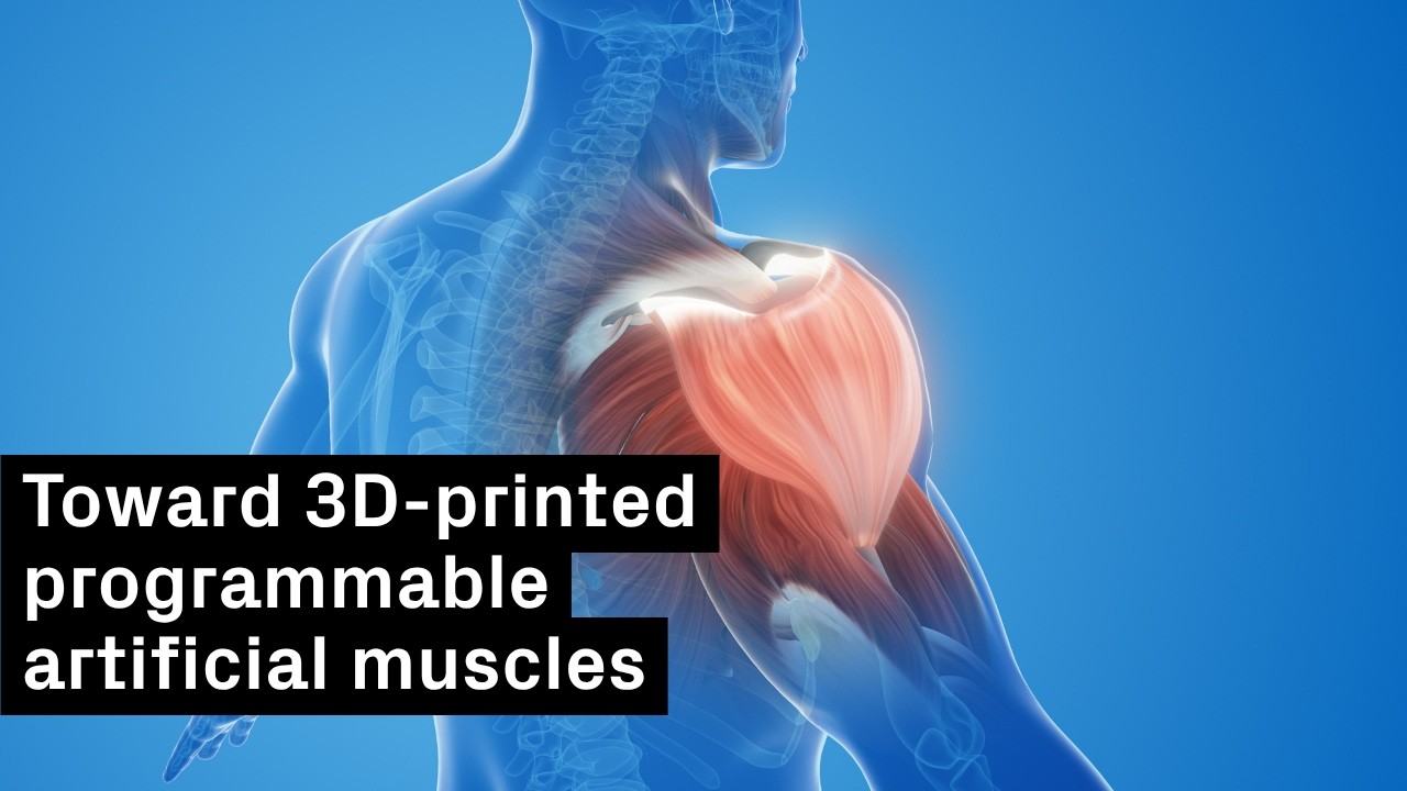 Harvard’s 3D-Printed Filaments Mimic Muscle, Bending and Twisting on Command