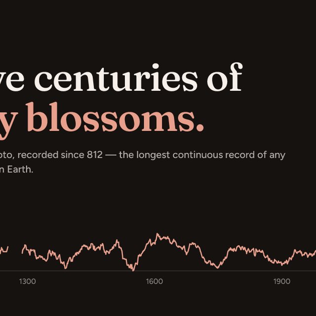 Twelve centuries of cherry blossoms — peak bloom in Kyoto, 812–2026 · Flipso