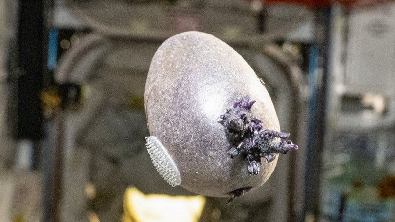 'The Martian' becomes real life: Meet 'Spudnik,' the space potato