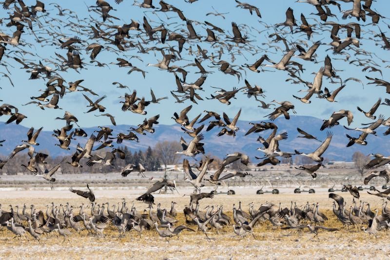 5 amazing places to see migrating birds in spring