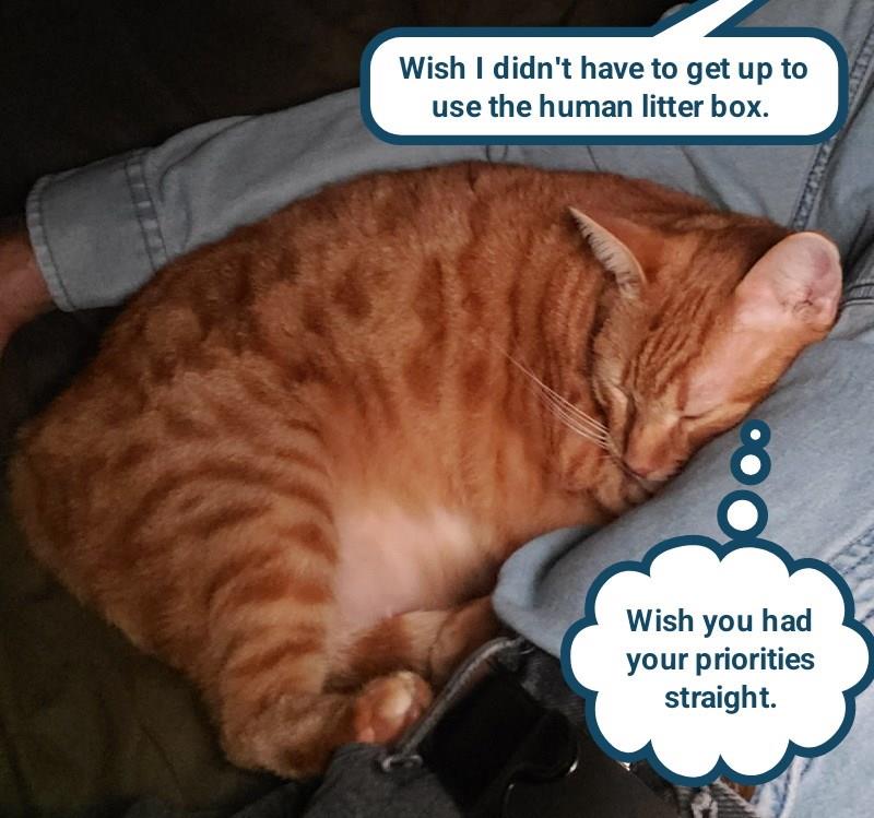 What's more important than serving as my pillow?