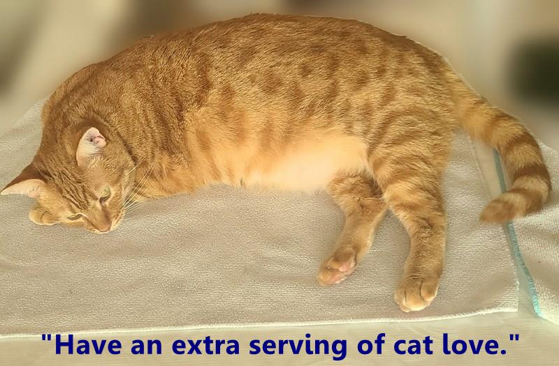 "Have an extra serving of cat love."