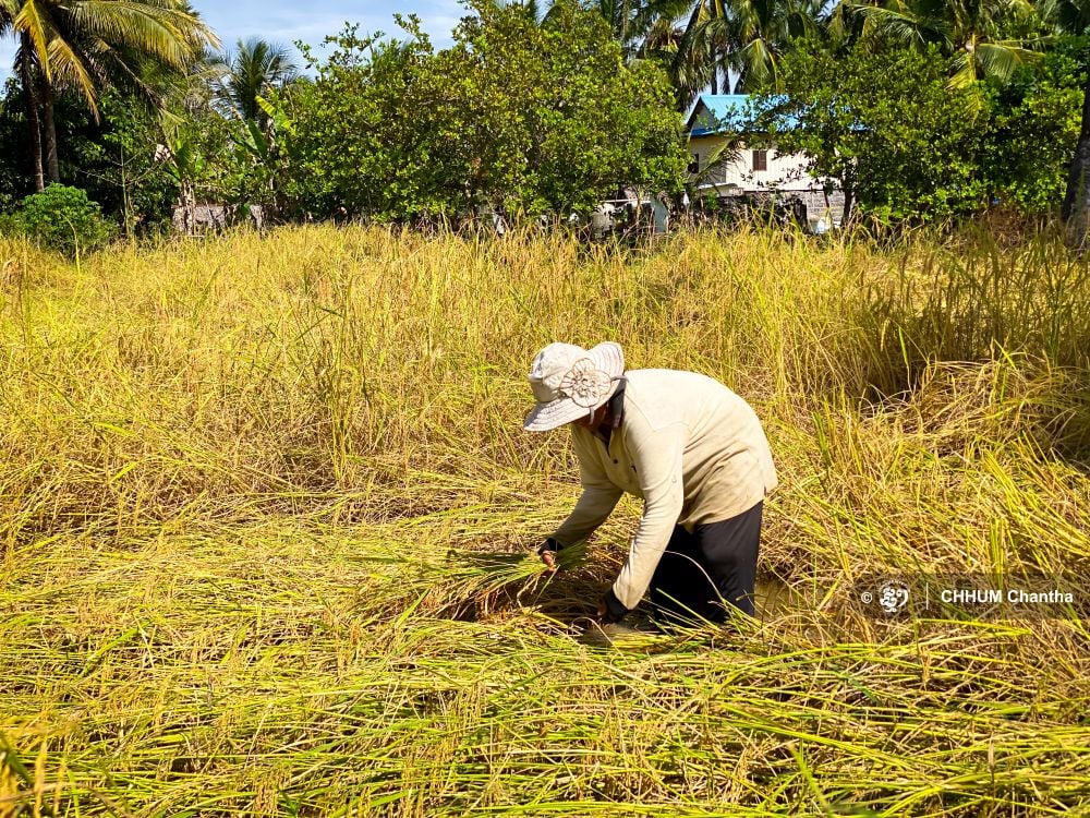 Fertilizer Costs Force Cambodian Farmers to Rethink Production