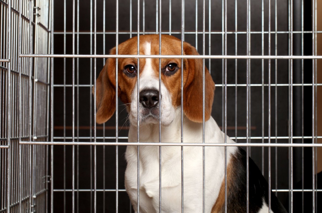 Rescue Group Buys 1.5K Beagles From Research Facility