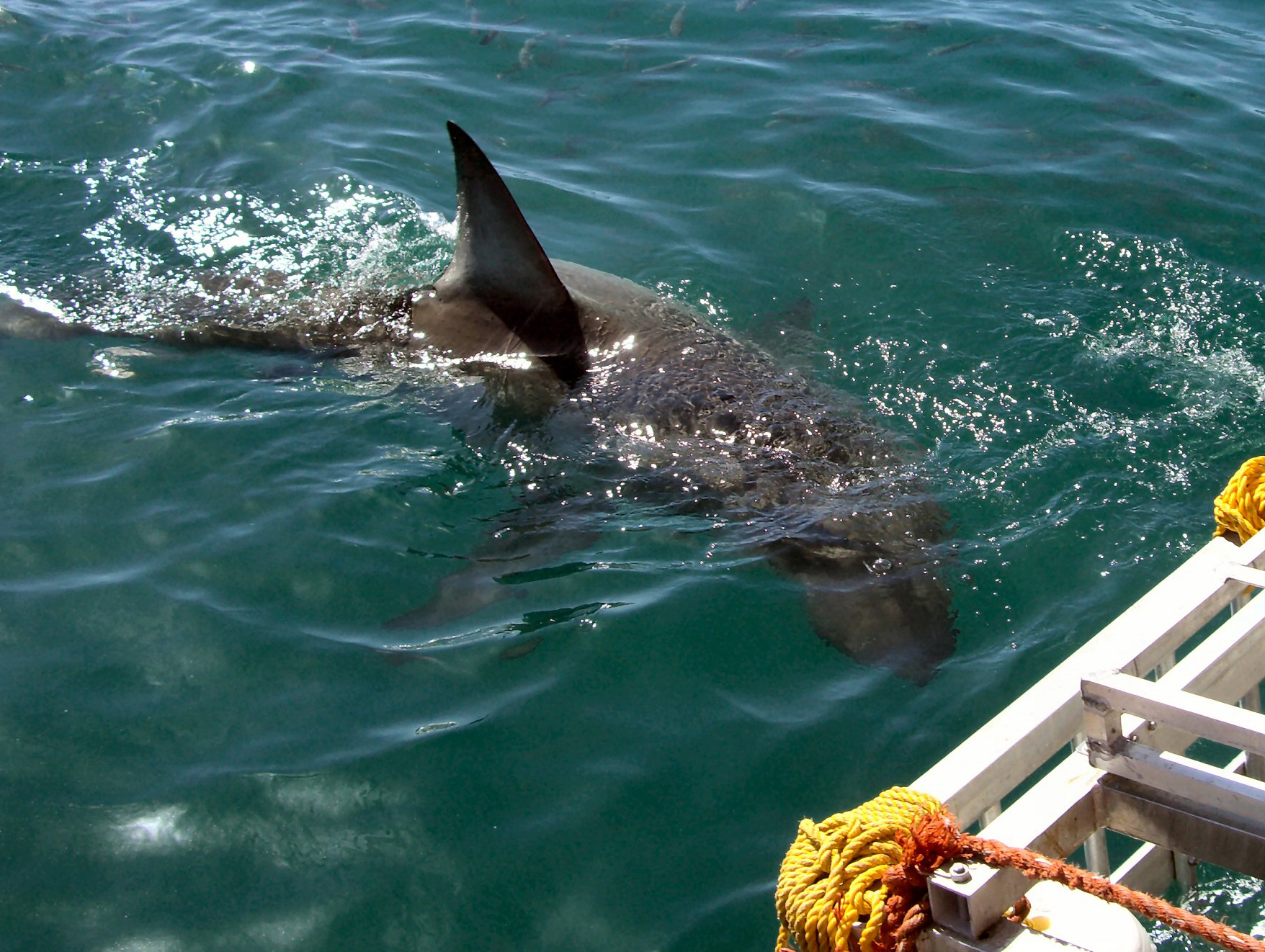 Great White Shark Spotted Near Shore in Huntington Beach