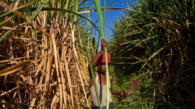 India bans sugar exports until September — RT India