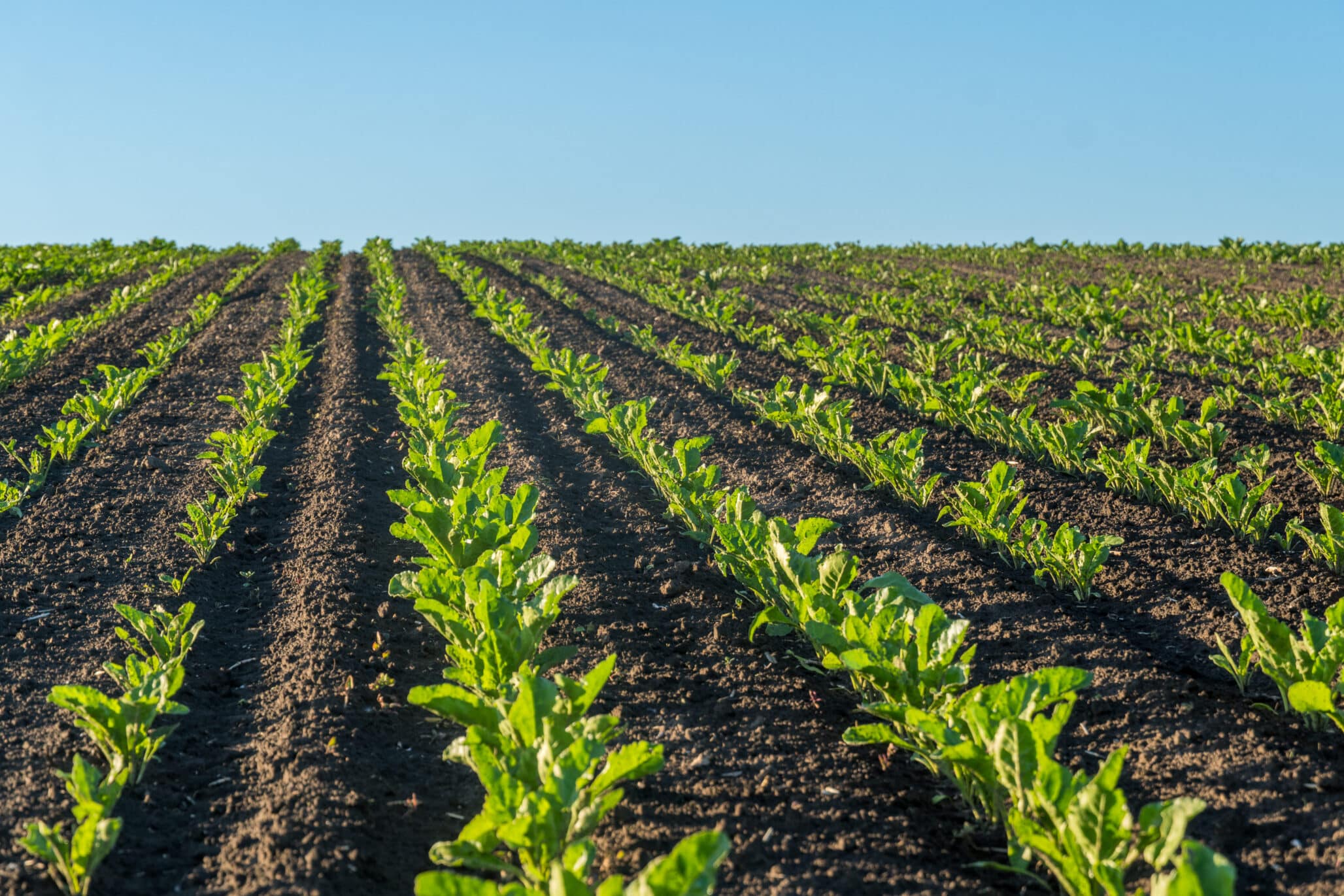 Climate-Smart Farming: Study Shows How Biochar Can Improve Yields and Soil