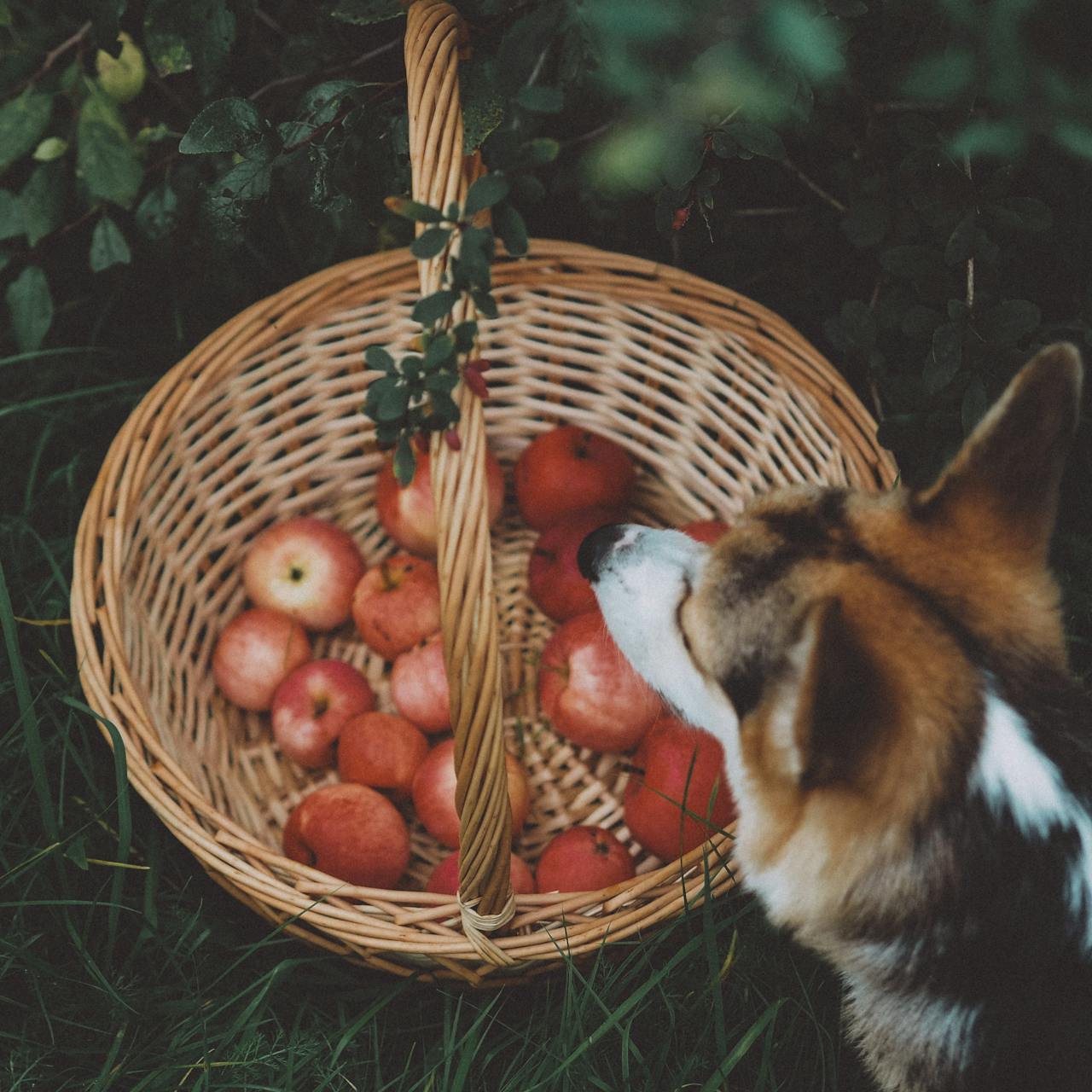 Can Dogs Eat Apples? Safety, Benefits, and Serving Tips