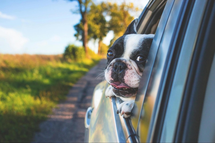 How To Make Traveling With Pets Easier
