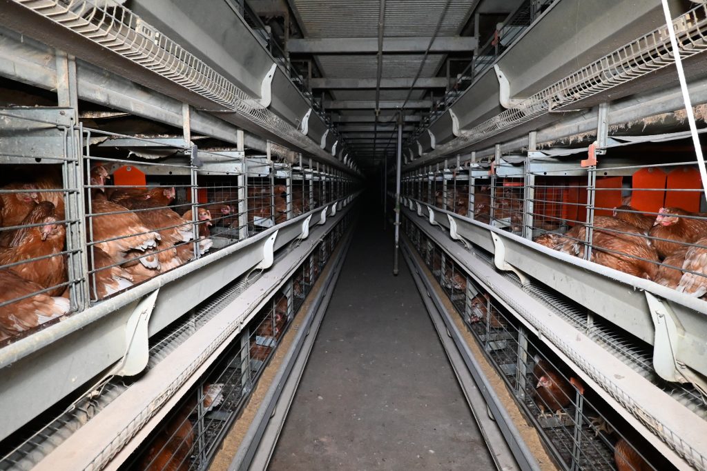 Caged egg use hits record low as calls grow for UK ban