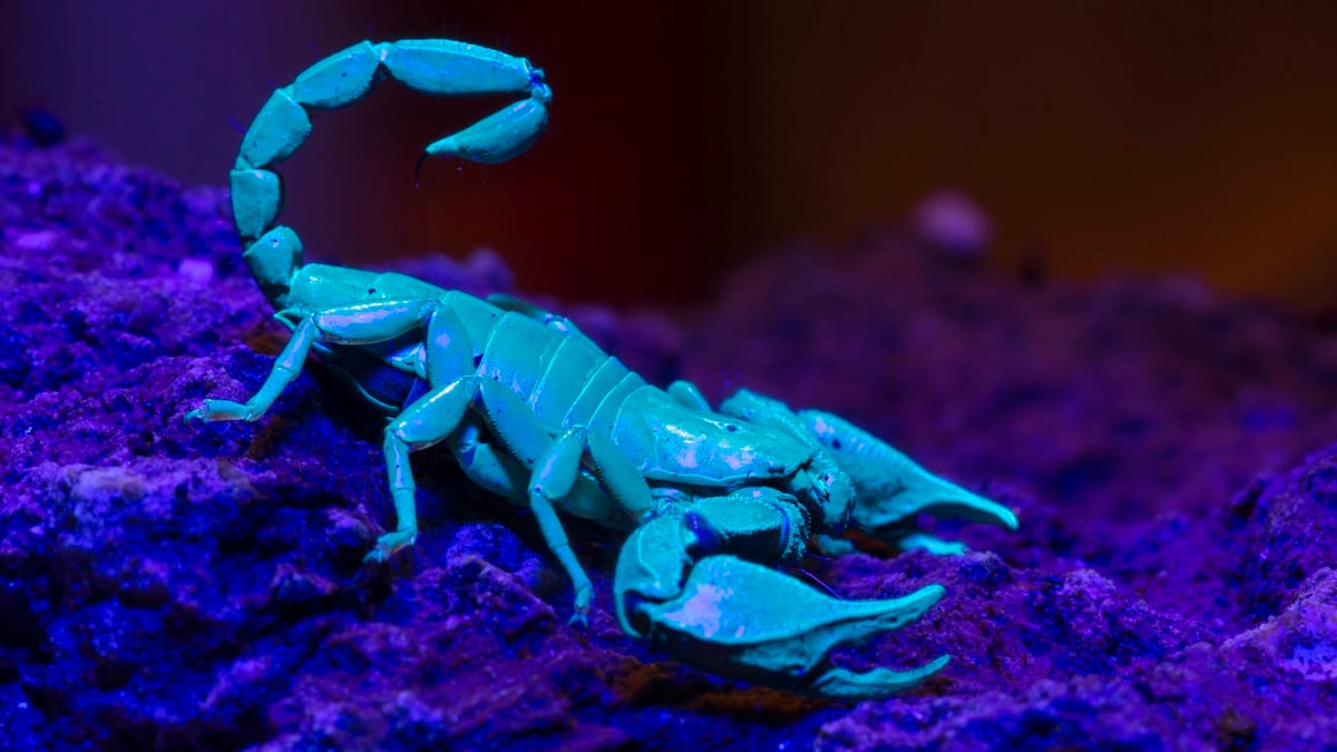 Scorpions Reinforce Their Deadly Claws And Stingers With Heavy Metals