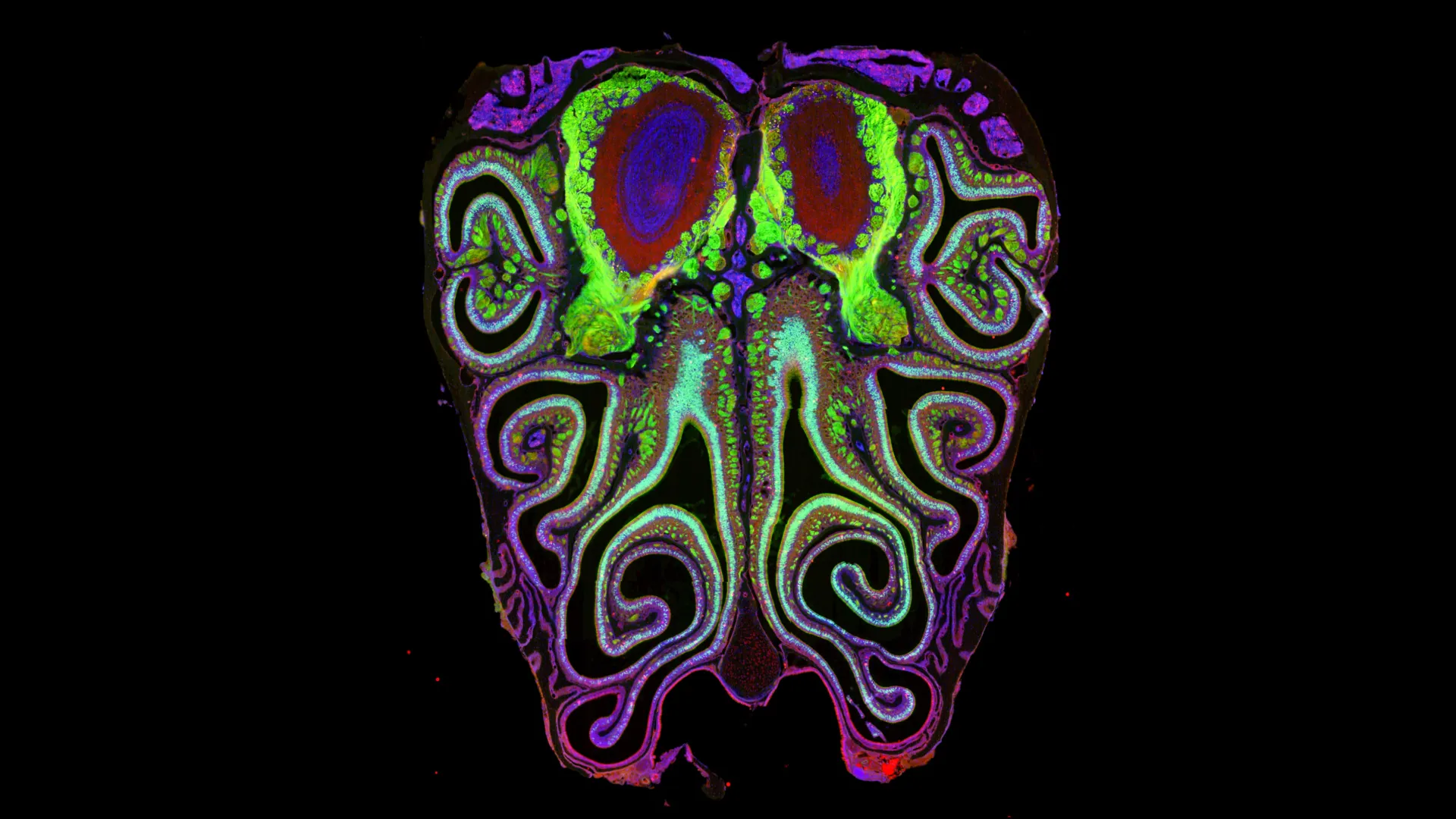 A hidden map in your nose could explain how smell works