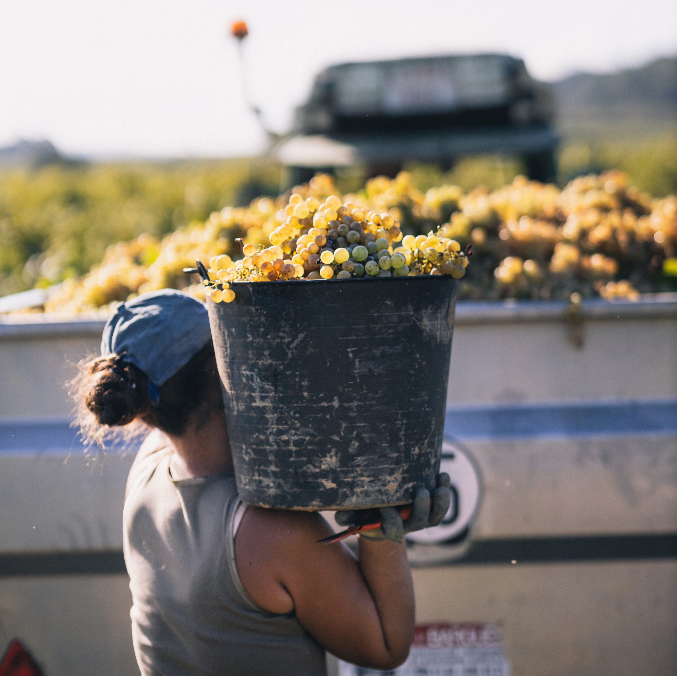 Cava de Guarda Superior: a category on the rise