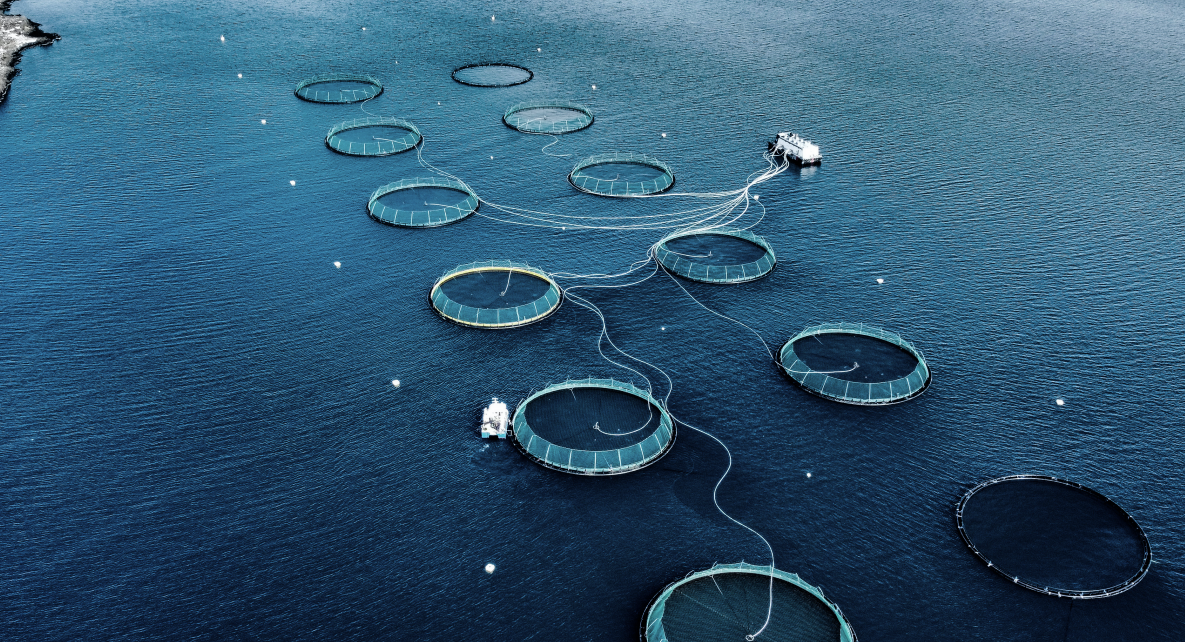 Iceland's Kaldvik appoints new CFO