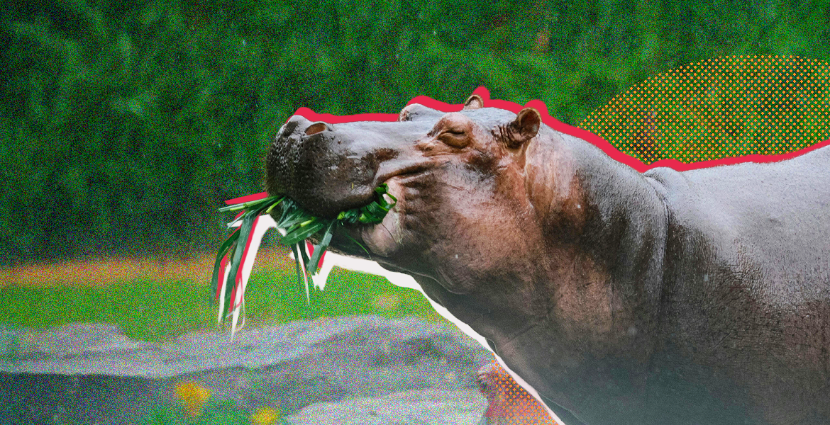 Hyenas, hippos and the human experience: Beyond the room in Africa